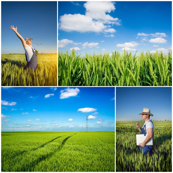 Campi agricoli collage — Foto Stock