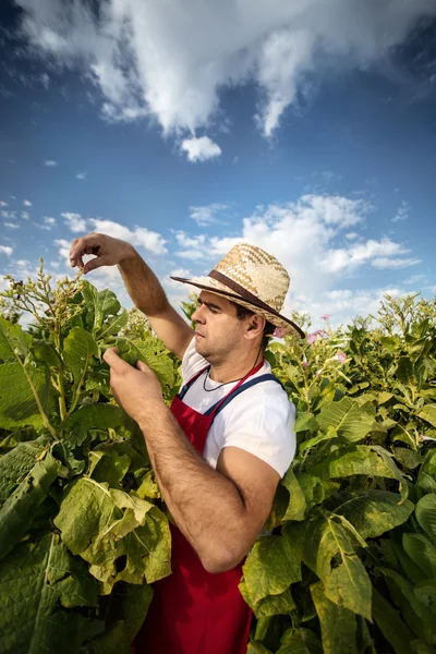 Tabaco de granja —  Fotos de Stock