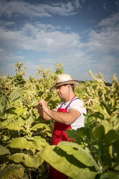 Farmer tobacco — Stock Photo, Image