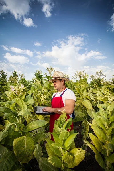 Farmer tobacco — Stock Photo, Image