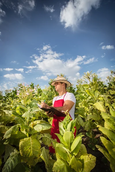 Tabaco de granja —  Fotos de Stock