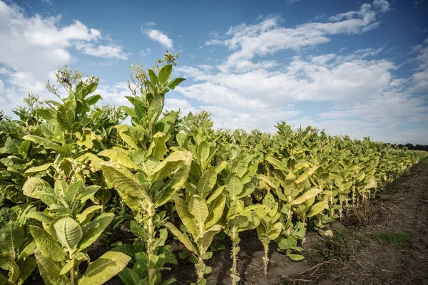 Tobacco field — Stock Photo, Image