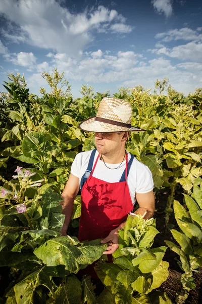 Bauern-Tabak — Stockfoto