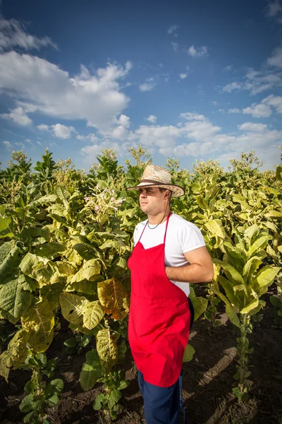 Tabaco de granja —  Fotos de Stock