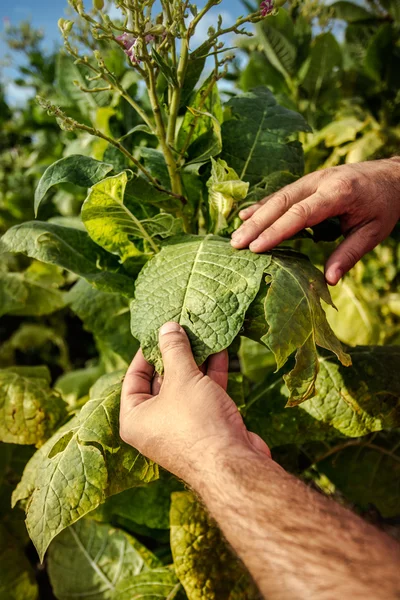 Tabaco de granja —  Fotos de Stock