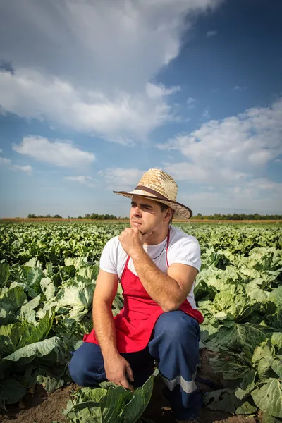 Agricultor en el campo de repollo —  Fotos de Stock