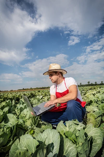 Agricoltore nel campo di cavoli — Foto Stock