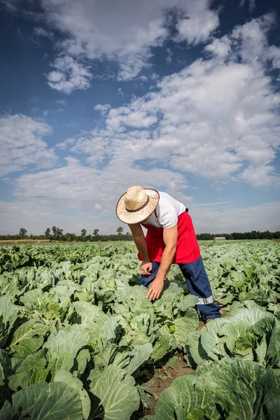 Agricultor en el campo de repollo — Foto de Stock