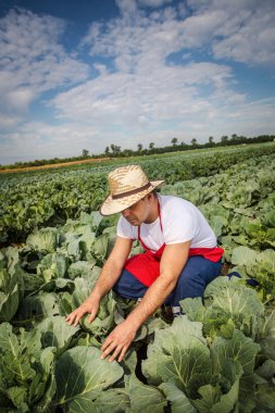 lahana alan çiftçi