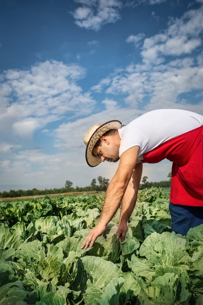 Agricultor no campo de repolho — Fotografia de Stock