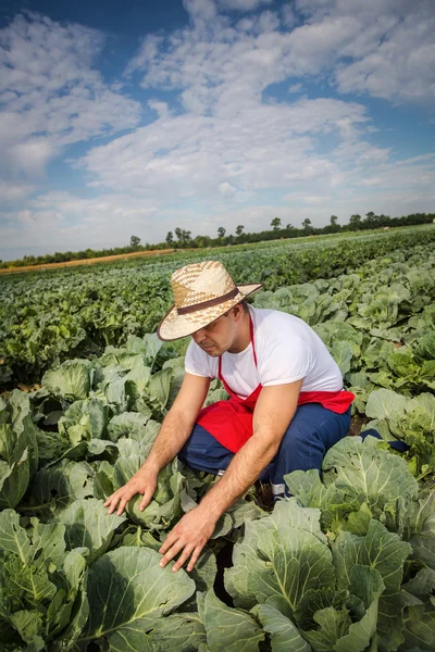 Agricultor en el campo de repollo — Foto de Stock