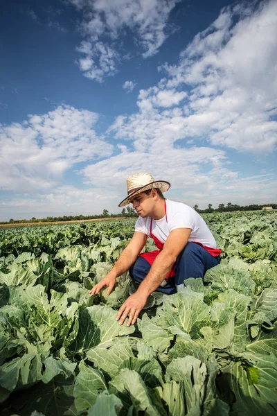 Agricultor en el campo de repollo — Foto de Stock