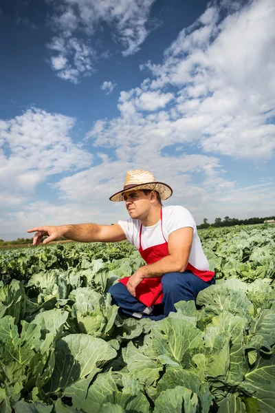 Agricultor en el campo de repollo —  Fotos de Stock