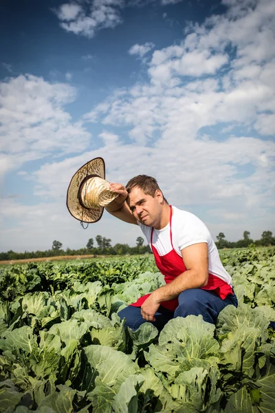 Agricultor en el campo de repollo —  Fotos de Stock