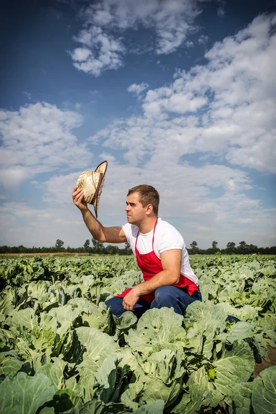 Farmer at cabbage field — Stock Photo, Image