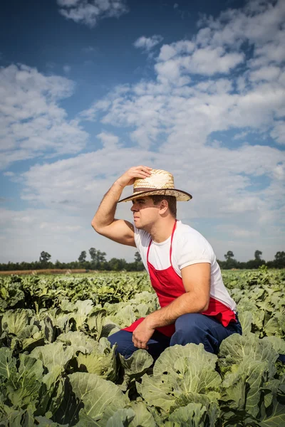 Farmer at cabbage field — Stock Photo, Image