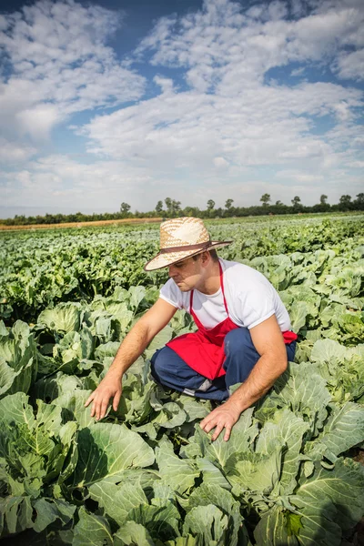 Agricultor no campo de repolho — Fotografia de Stock