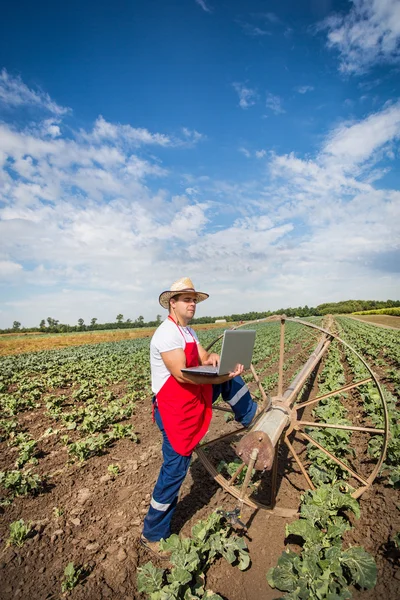 Agricultor en el campo de repollo — Foto de Stock