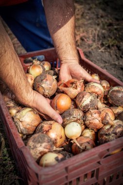 Çiftçi hasat soğan