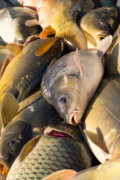 Carp fishing — Stock Photo, Image
