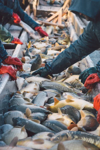 Iş yerinde balıkçı — Stok fotoğraf