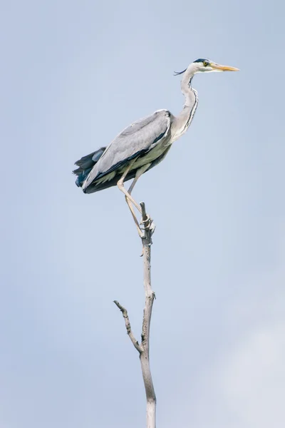 Grey Heron — Stock Photo, Image