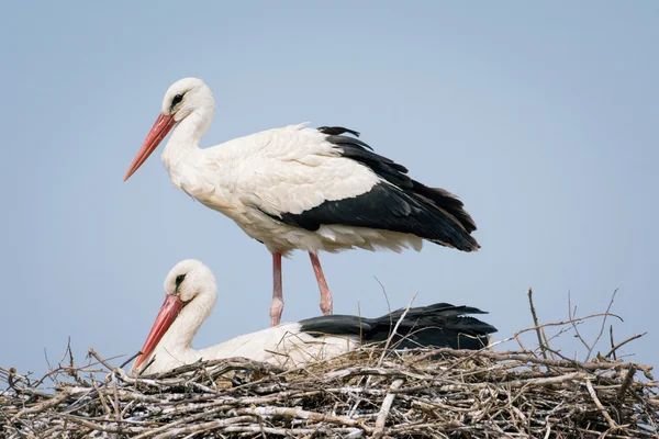 Cigüeña blanca y polluelos en el nido — Foto de Stock
