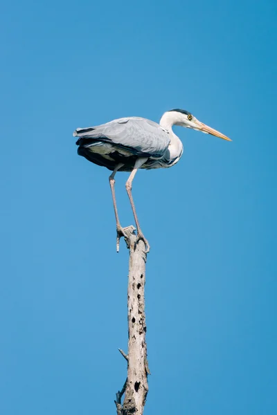 Grey Heron — Stock Photo, Image