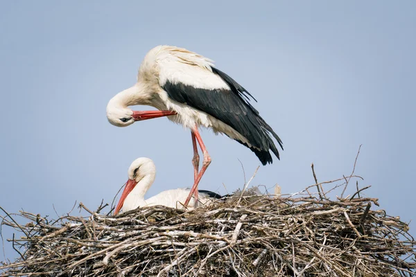 Weißstorch und Küken im Nest — Stockfoto