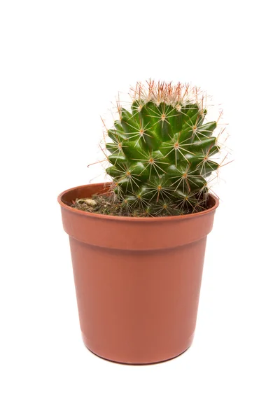 Cactus isolato su sfondo bianco — Foto Stock