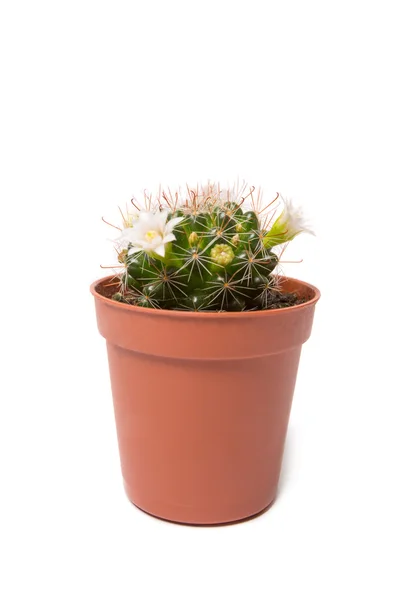 Cactus geïsoleerd op witte achtergrond — Stockfoto