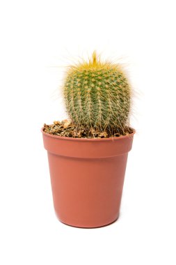 Kaktüs beyaz arkaplanda izole