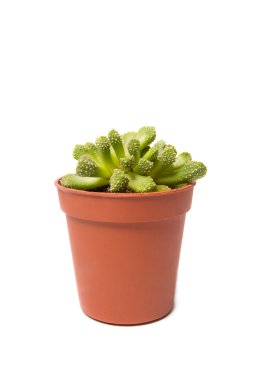 Kaktüs beyaz arkaplanda izole