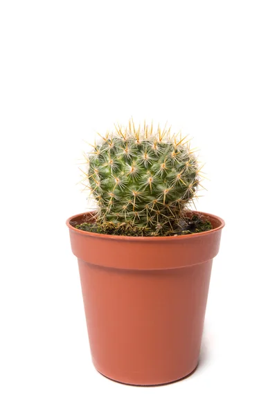 Cactus geïsoleerd op witte achtergrond — Stockfoto