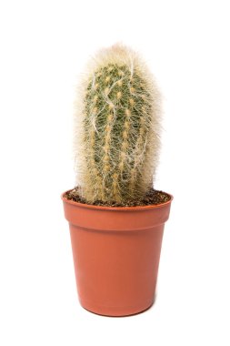 Kaktüs beyaz arkaplanda izole