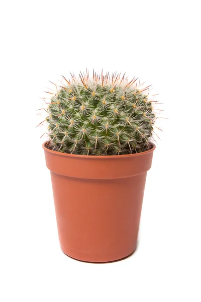 Cactus geïsoleerd op witte achtergrond — Stockfoto