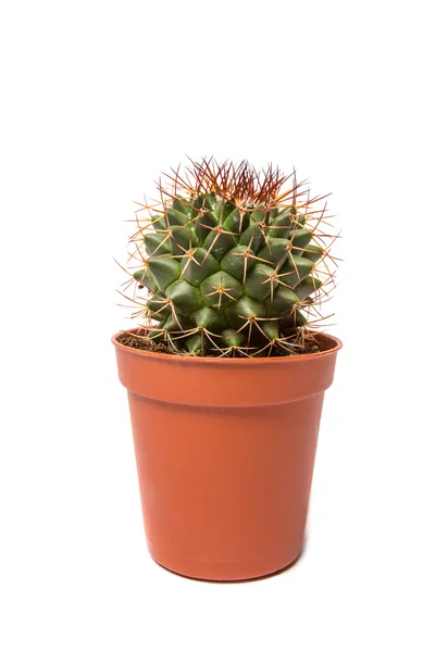 Cactus geïsoleerd op witte achtergrond — Stockfoto