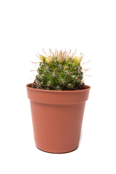 Cactus geïsoleerd op witte achtergrond — Stockfoto