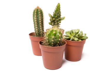 kaktüs, üzerinde beyaz izole topluluğu