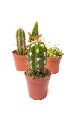 kaktüs, üzerinde beyaz izole topluluğu