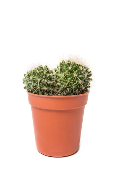 Cactus geïsoleerd op witte achtergrond — Stockfoto