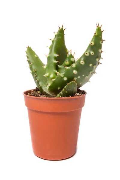 Cactus geïsoleerd op witte achtergrond — Stockfoto