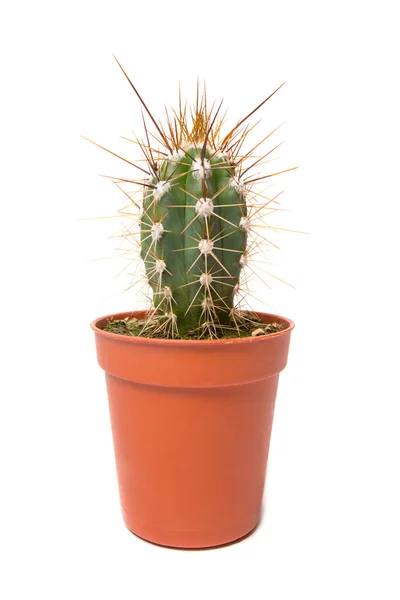 Cactus geïsoleerd op witte achtergrond — Stockfoto