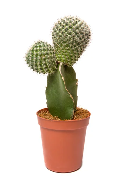 Cactus geïsoleerd op witte achtergrond — Stockfoto