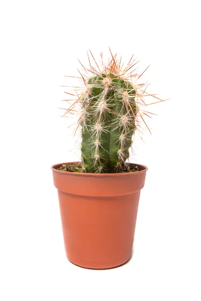 Cactus geïsoleerd op witte achtergrond — Stockfoto