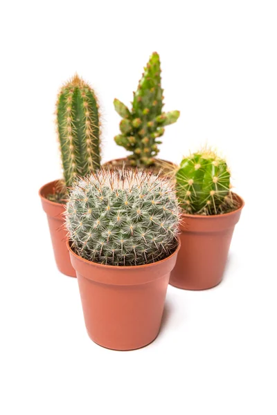 Collection de cactus, isolé sur blanc — Photo