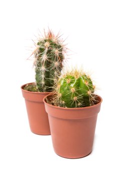 kaktüs, üzerinde beyaz izole topluluğu