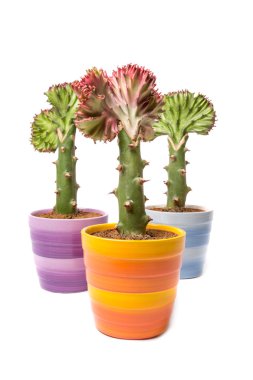 kaktüs, üzerinde beyaz izole topluluğu