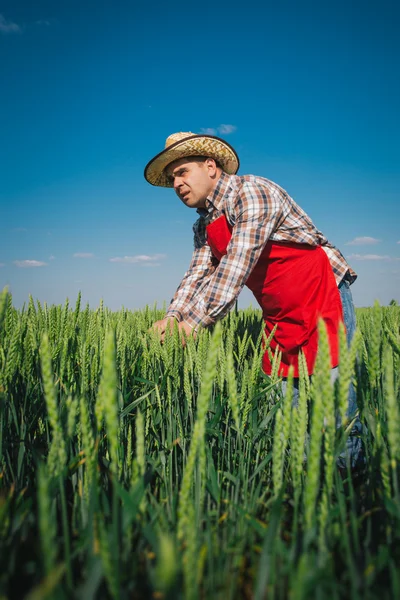 Agricoltore nel campo — Foto Stock