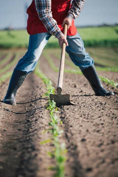 Manual labor in agriculture — Stock Photo, Image